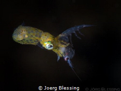 tiny pygmy squid caught a small shrimp by Joerg Blessing 